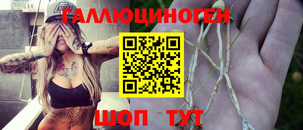 Псилоцибиновые грибы Psilocybine cubensis  Альметьевск  Псилоцибиновые грибы прущие грибы 