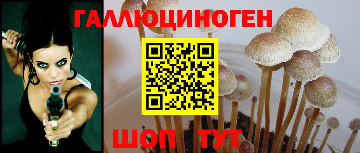 Псилоцибиновые грибы Psilocybine cubensis Альметьевск